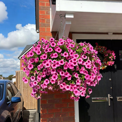 Last Day 60% OFF💥UV Resistant Artificial Petunias Flowers