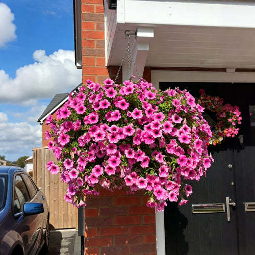 Last Day 60% OFF💥UV Resistant Artificial Petunias Flowers